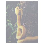 Eyelash viper, Mexico and California Letterhead