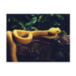 Eyelash viper, Mexico and California Postcard