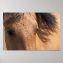 Eyes of a Brown Horse Poster