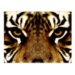 Eyes of a Tiger Postcards