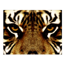 Eyes of a Tiger Postcards