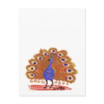 Eyes of India (brown) postcards