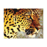 Eyes of Leopard Postcard
