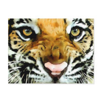 Eyes of Tiger Post Cards
