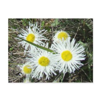 F0010 White Wildflowers postcard
