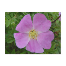 F0011 Prairie Wild Rose (Rosa Arkansana) postcard
