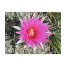 F0012 Ball Cactus Flower postcard