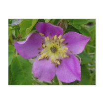 F0013 Prickly Rose/Alberta Wild Rose postcard
