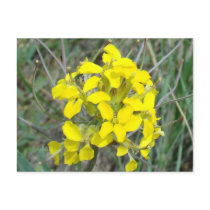 F0014 Yellow Wildflowers postcards
