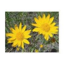 F0015 Sneezeweed (Helenium Autumnale) postcard