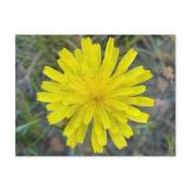 F0016 King Devil (Hieracium Caespitosum) postcard