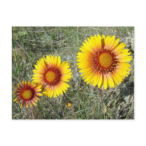 F0017 Gaillardia (Gaillardia Aristata) postcard