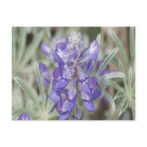 F0018 Annual Lupine (lupinus pusillus) postcard