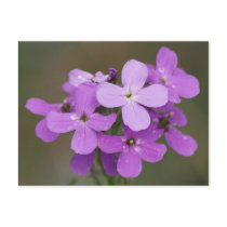 F0019 Dame's-rocket (hesperis matronalis) postcard