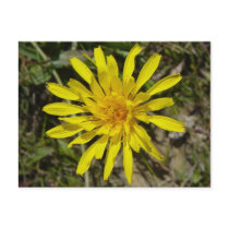 F0021 Yellow Wildflower postcard