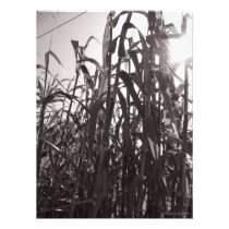 F.08.S - Hidden Photograph