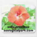 f-1, www.critchlowzoologicalpark.com mousepads
