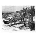 F.W. Kuhnert - Kama - Cape Fox posters