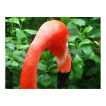 Fabulous Flamingo posters