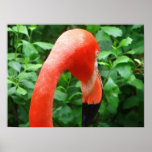 Fabulous Flamingo Posters