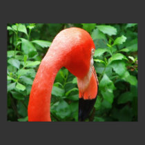 Fabulous Flamingo posters