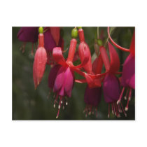 Fabulous Fuscia postcards
