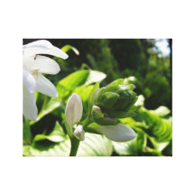 Fabulous Hosta Gallery Wrap Canvas
