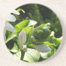 Fabulous Hosta Coasters