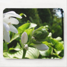 Fabulous Hosta Mousepad