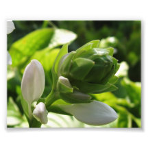 Fabulous Hosta Photographic Print