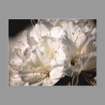 Fabulous White Azaleas postcards