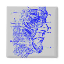 Face Diagram magnets by twelfthhouse Face Diagram magnets