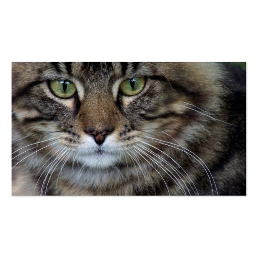 Face of a Feline (Cat) Business Cards