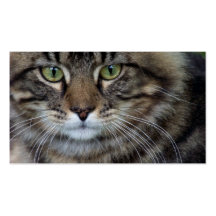 Face of a Feline (Cat) Business Cards