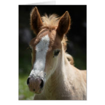 face of foal card