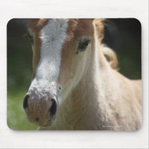 face of foal mouse pads