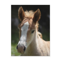 face of foal post card