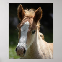 face of foal print