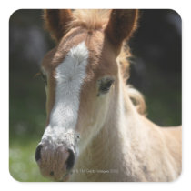 face of foal sticker