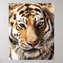 Face Of The Tiger posters