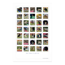 Faces of Agility - Cocker Spaniel Edition posters