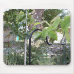 Faces of Nature Mouse Pads