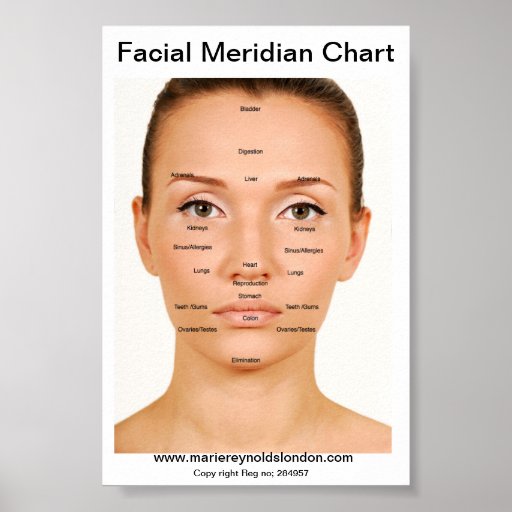 Facial Meridian Chart Poster Zazzle