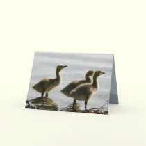 Facing the Light cards