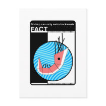 Fact - Shrimp can only swim backwards postcards