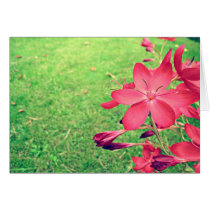 Faded Blooms