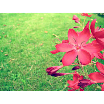 Faded Blooms