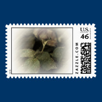 Faded Rose postage