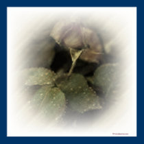 Faded Rose posters
