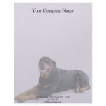 Faded Rottweiler Laying Down on Grey Letterhead Template